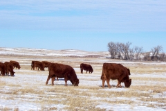 Calves grazing aftergrowth in Sandhills snow