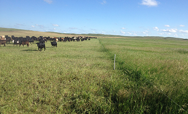 Rotationally grazing cows in Sandhills of Nebraska